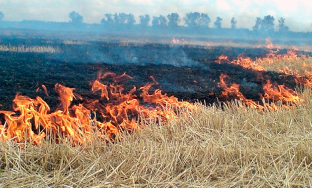 На Львівщині згоріло поле