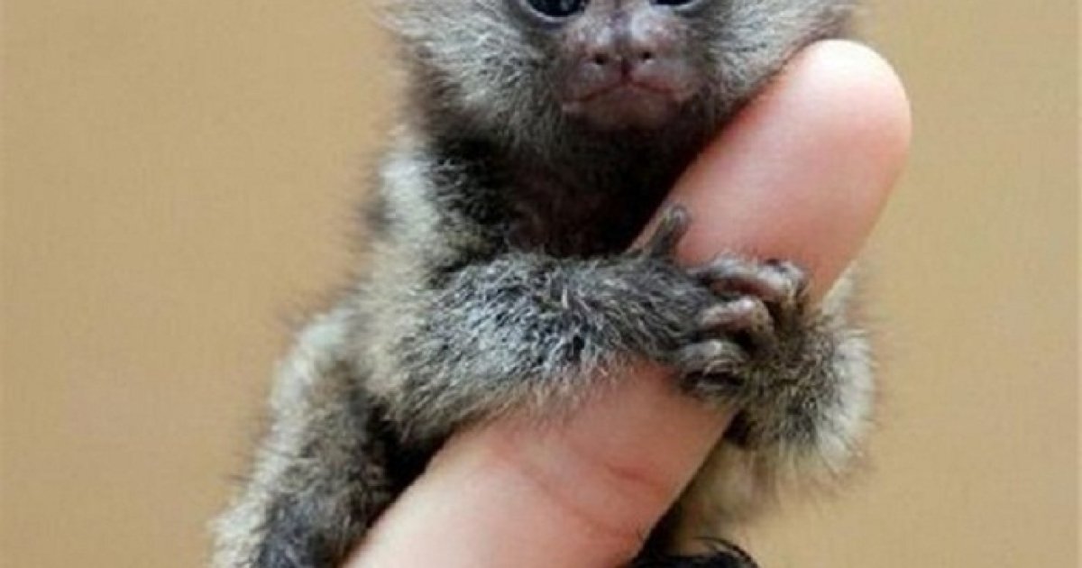 Самая Маленькая Обезьяна Купить