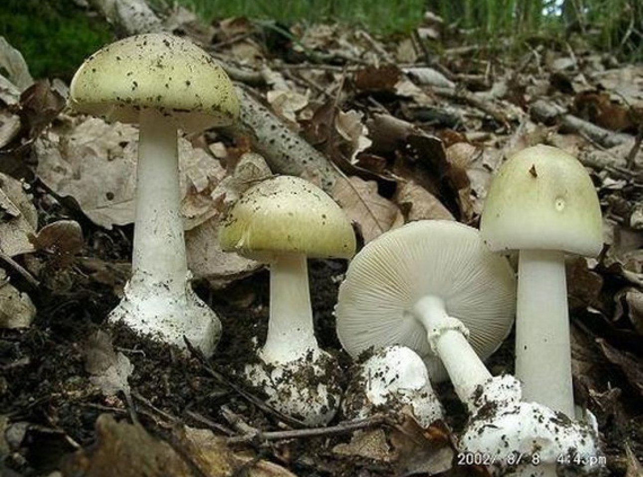 Поганки симптомы. Бледная поганка ядовитые грибы. Поганка гриб. Бледная поганка (Amanita phalloides). Мухомор зеленый или бледная поганка.