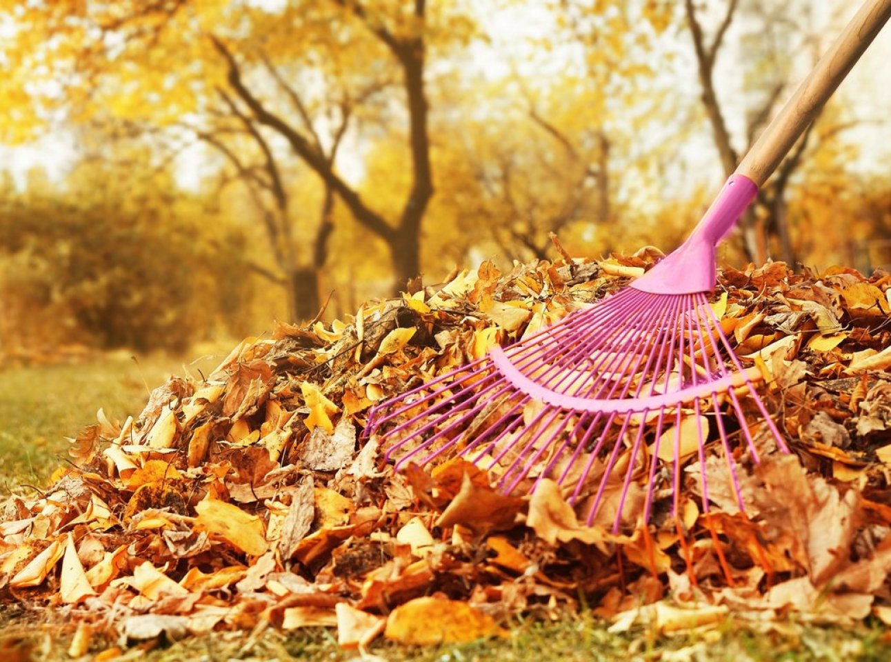 Надо ли убирать листву. Уборка листьев. Уборка листьев осенью. Осень в саду. Уборка листьев в саду.