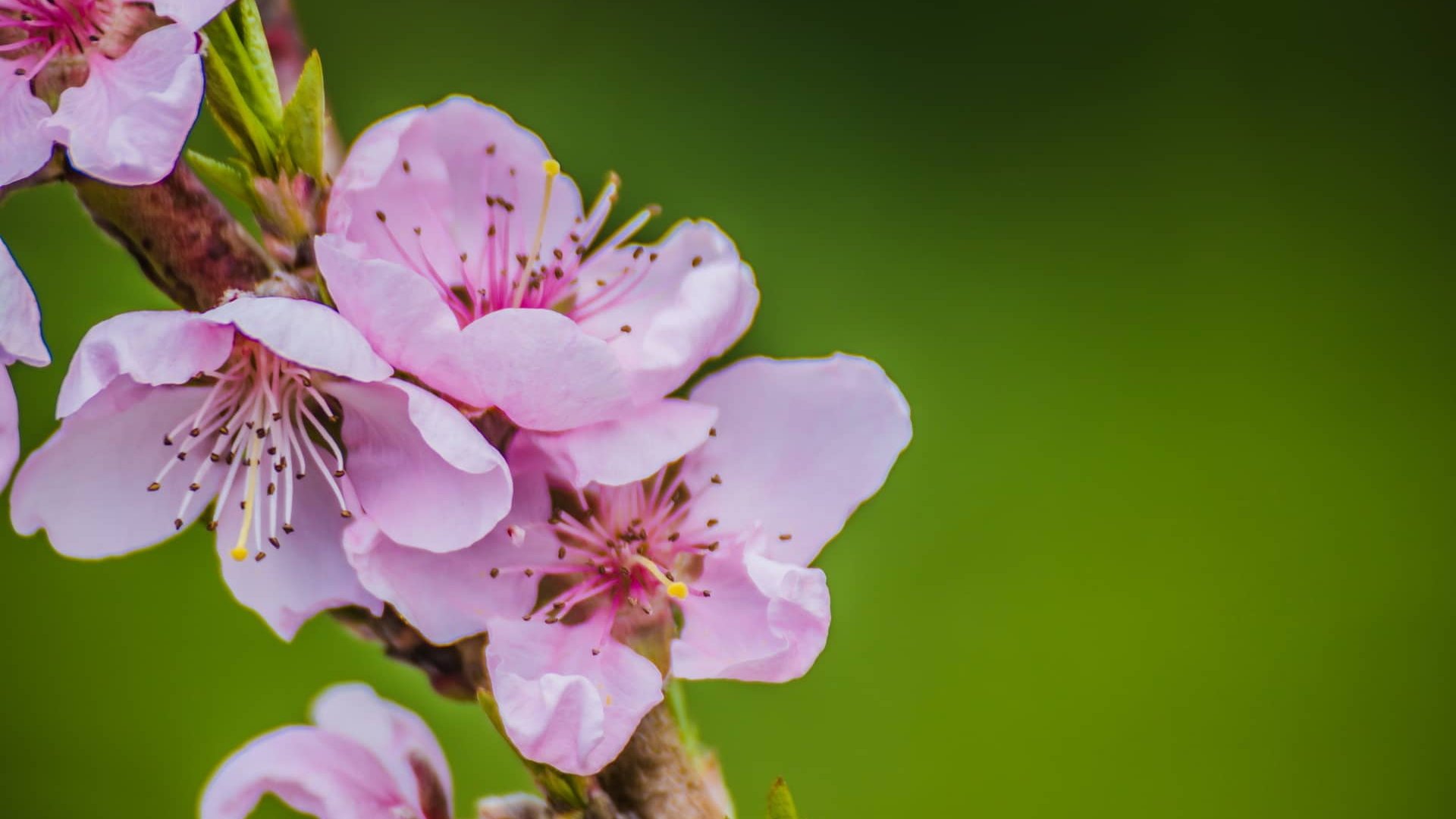 Квітневе похолодання в області: синоптики попередили про зниження температури