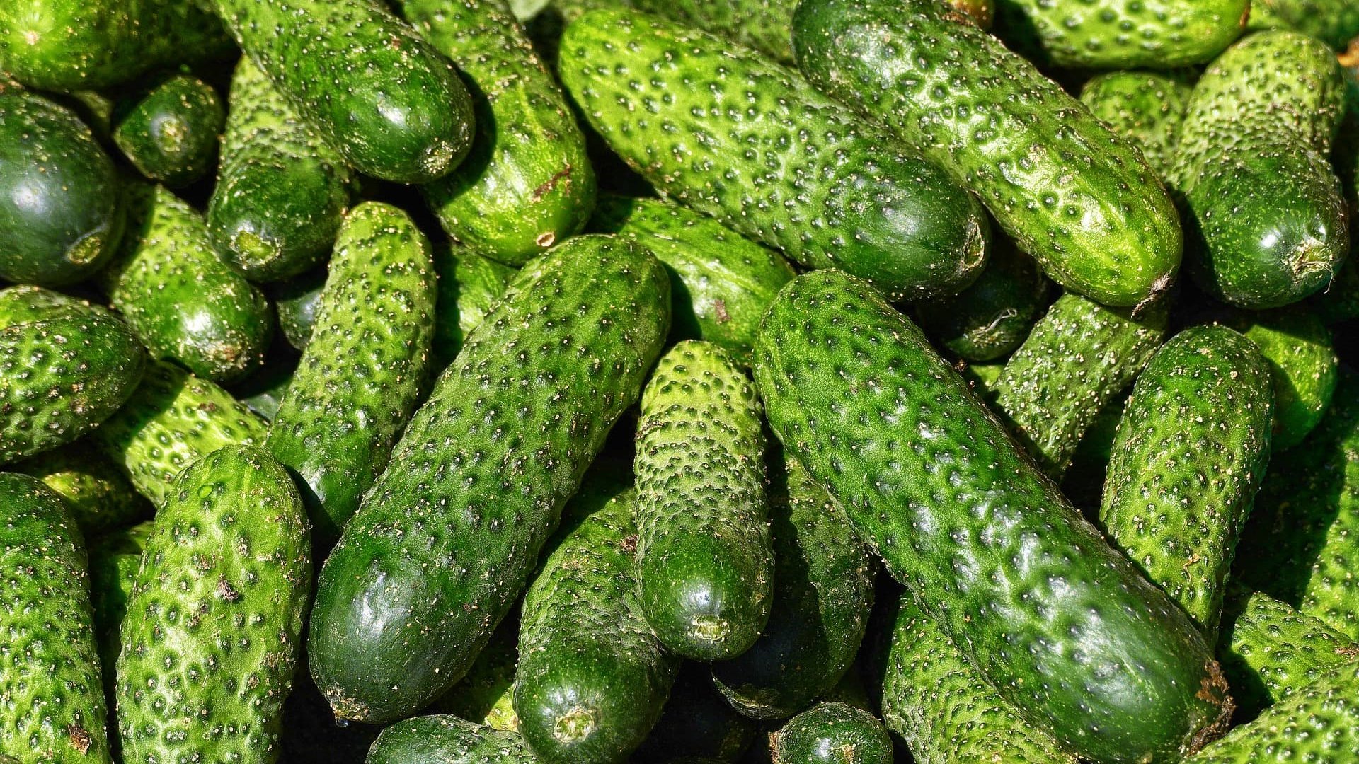 На ринках і в магазинах подорожчали огірки. У грудні ціни зростуть ще більше