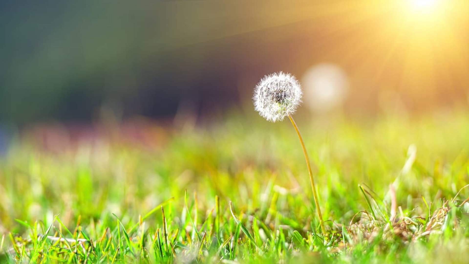 Синоптики попередили закарпатців про сильний вітер у другій половині дня