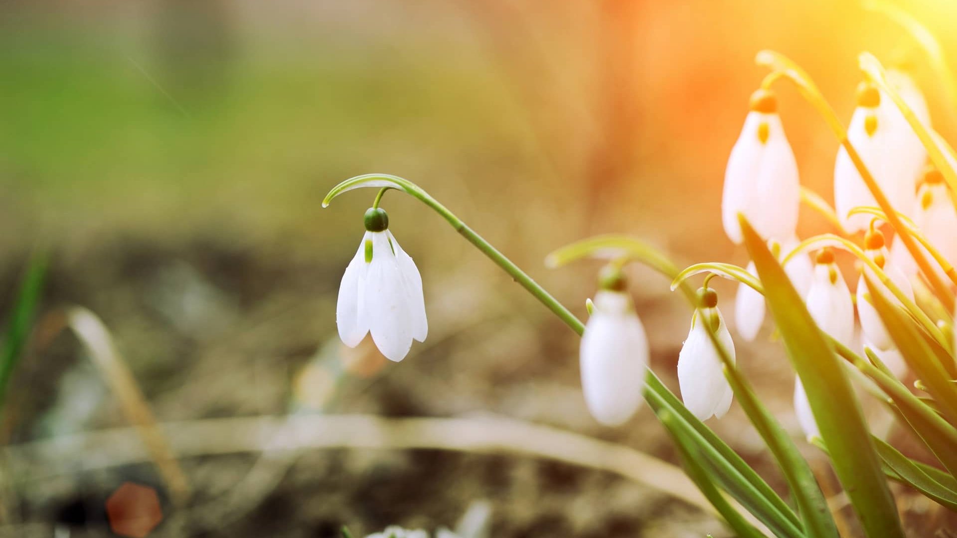 Вихідні порадують теплом: якою буде погода 7 та 8 березня