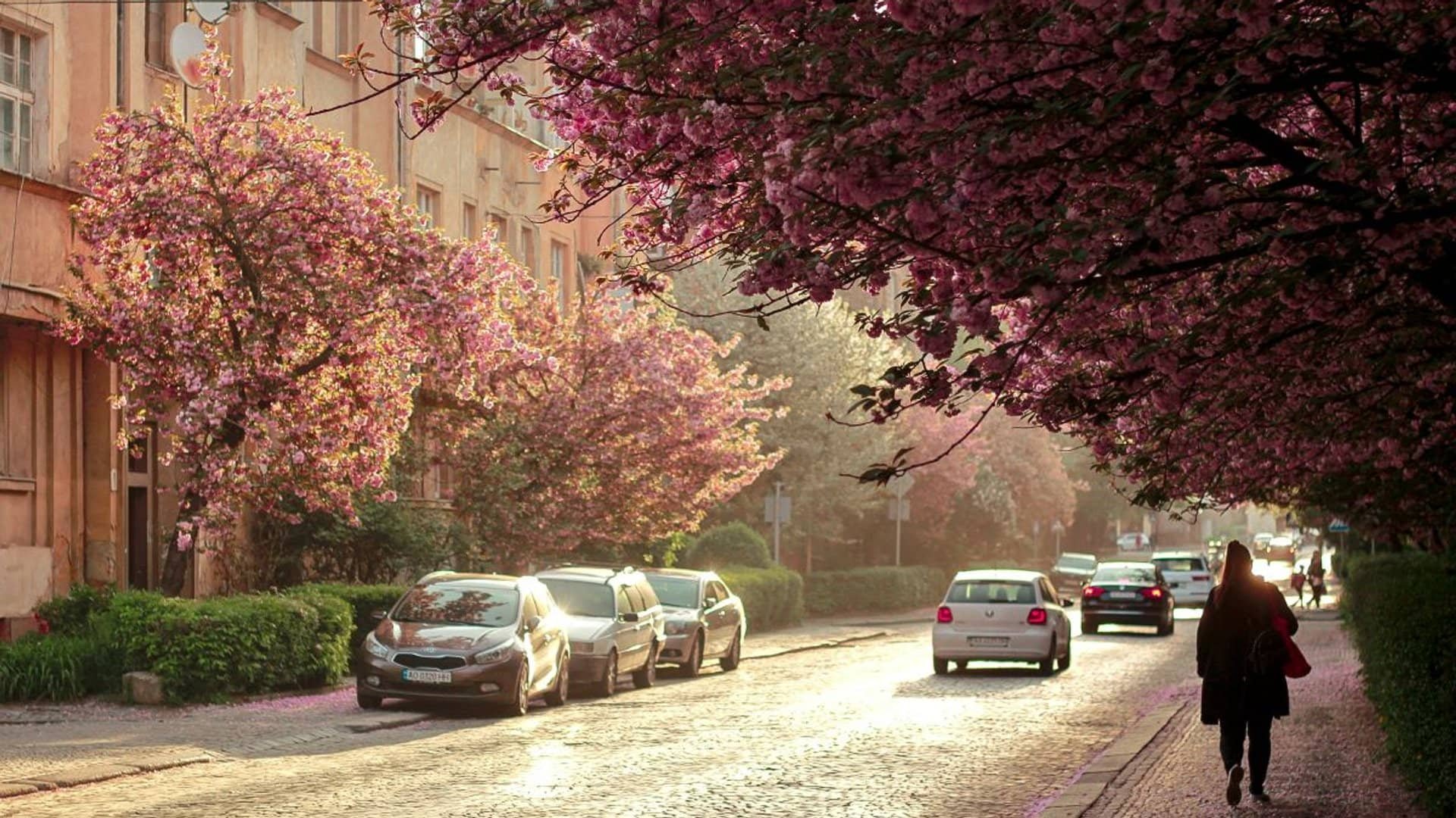 В Ужгороді перекриють одну з вулиць для кращого доступу до сакур