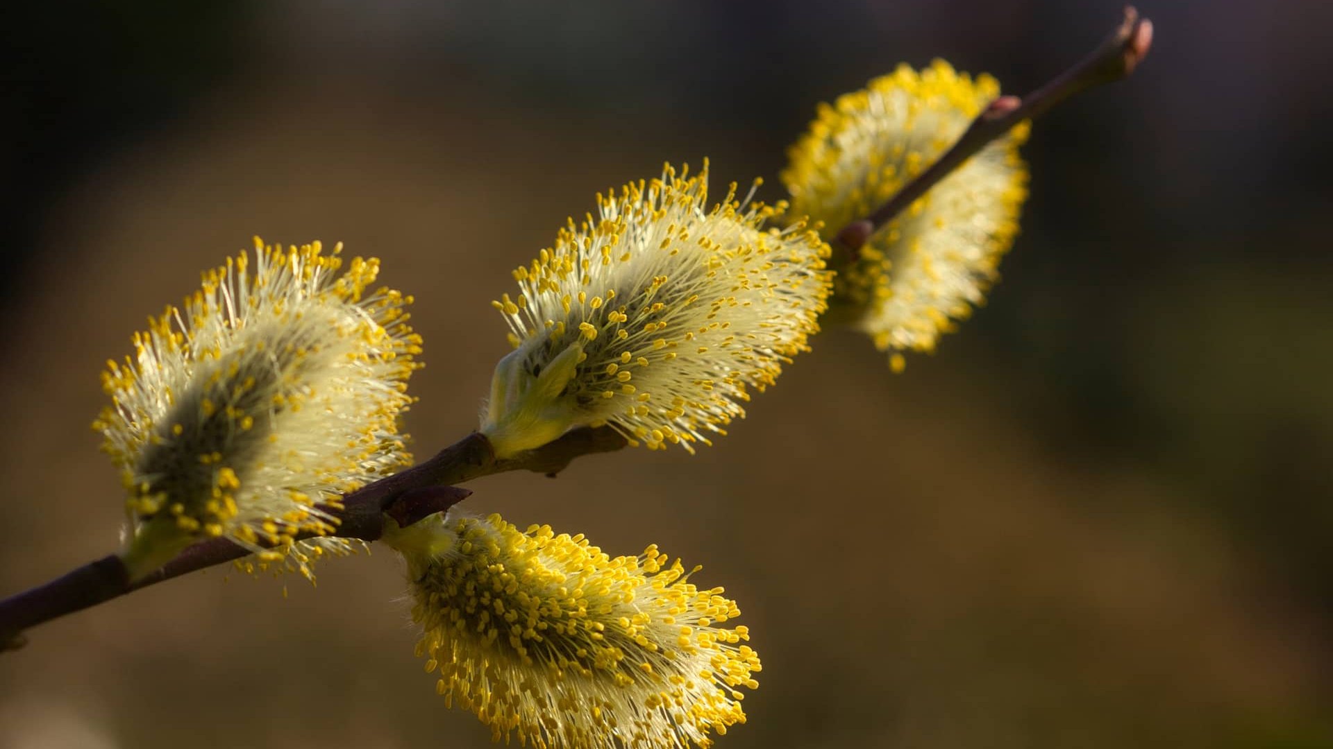 Коли цього тижня прогріється до майже +20 градусів та чи прогнозують скоро дощі