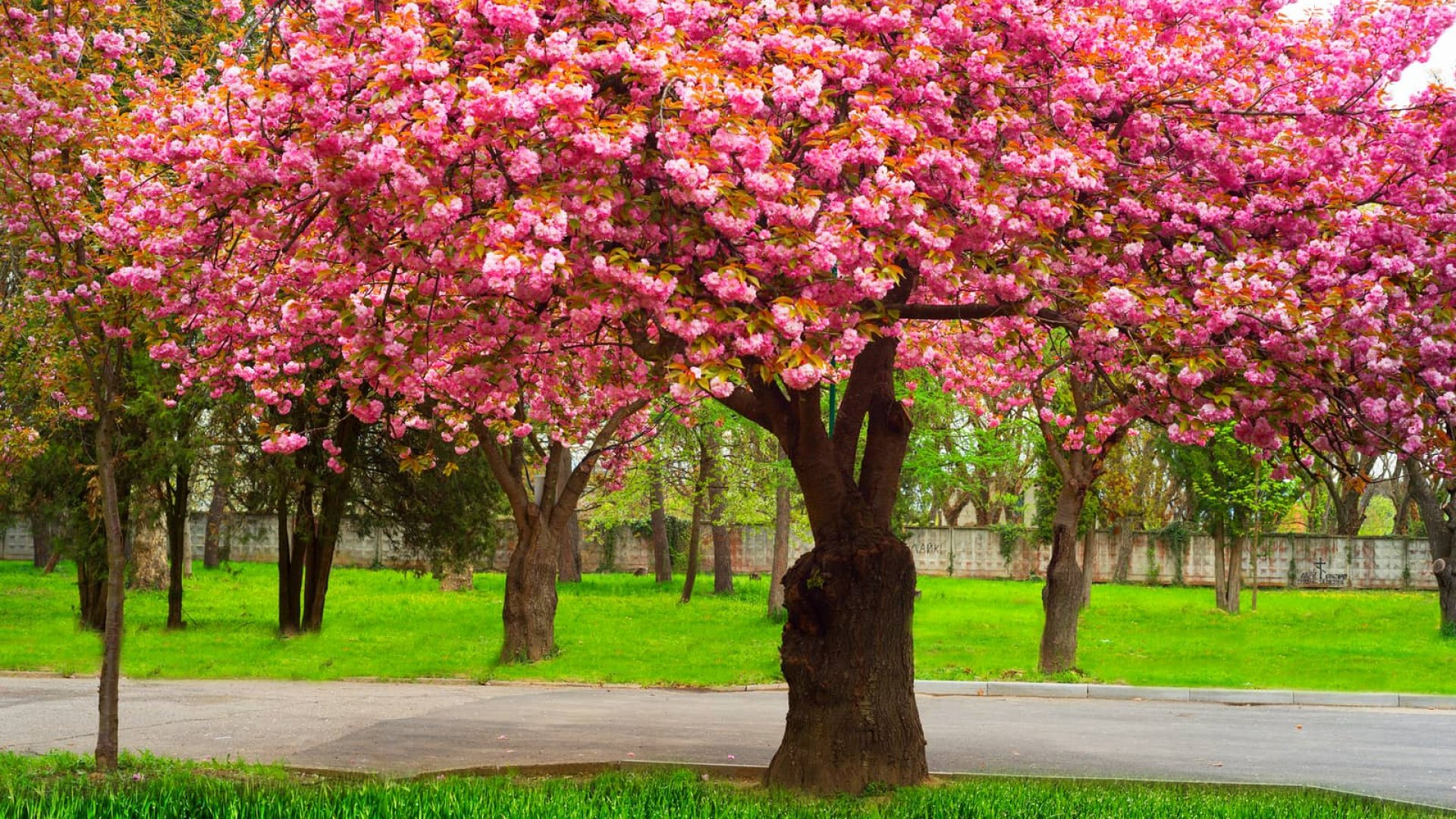 У Мукачеві очікують на масове цвітіння сакур