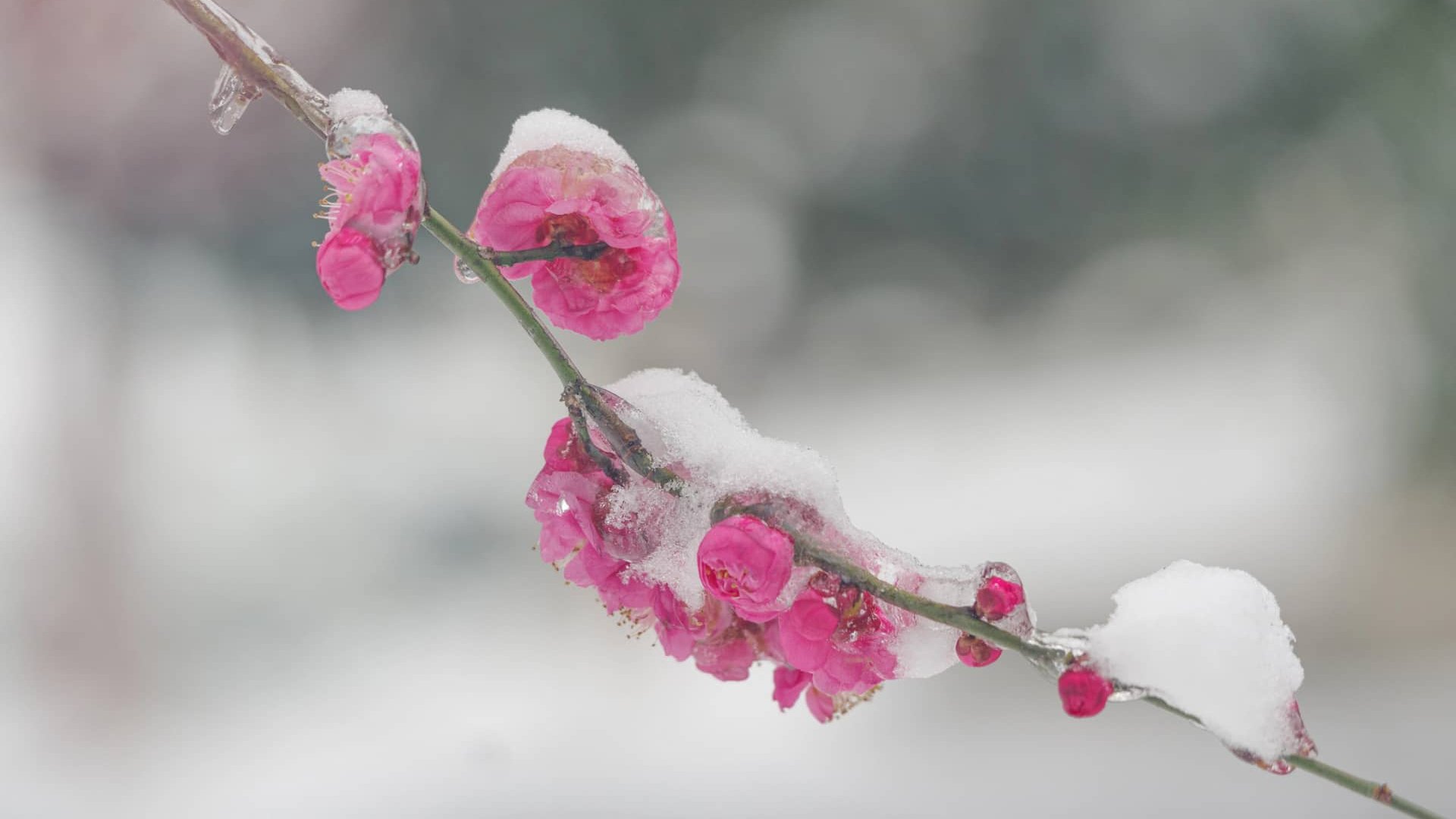 Найхолодніше буде 10-11 квітня: закарпатців попередили про заморозки