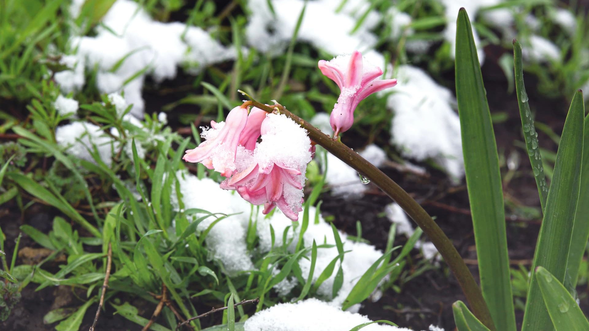 Синоптики попередили про заморозки та мокрий сніг
