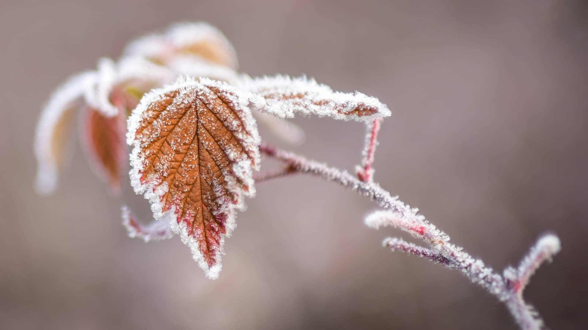 На область насуваються морози: коли зміниться погода та можливий мокрий сніг