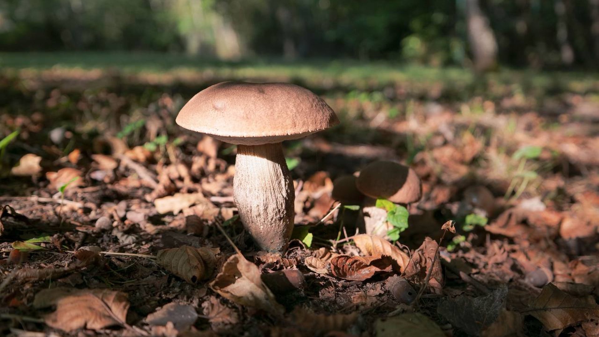 Де шукати гриби і як правильно їх збирати