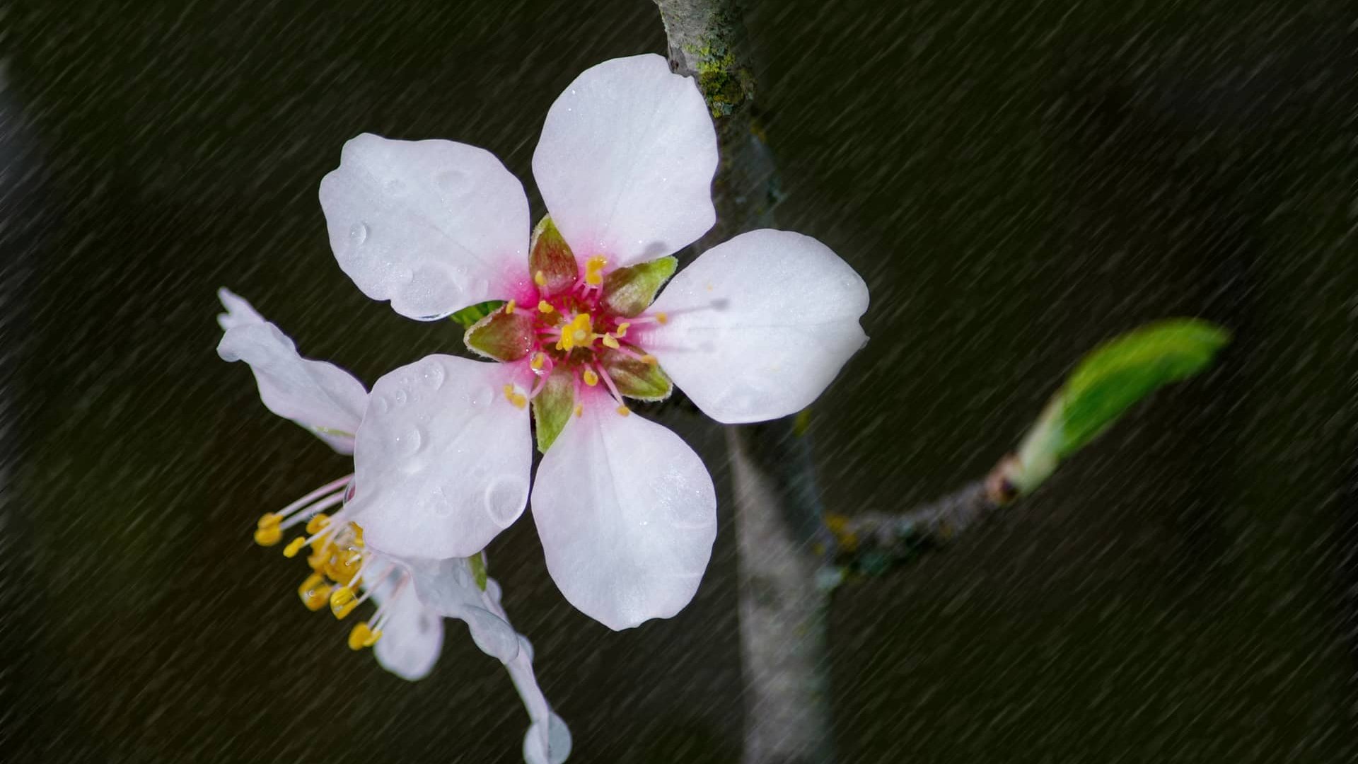 З якої погоди почнеться квітень: у перші дні прогнозують одну неприємність