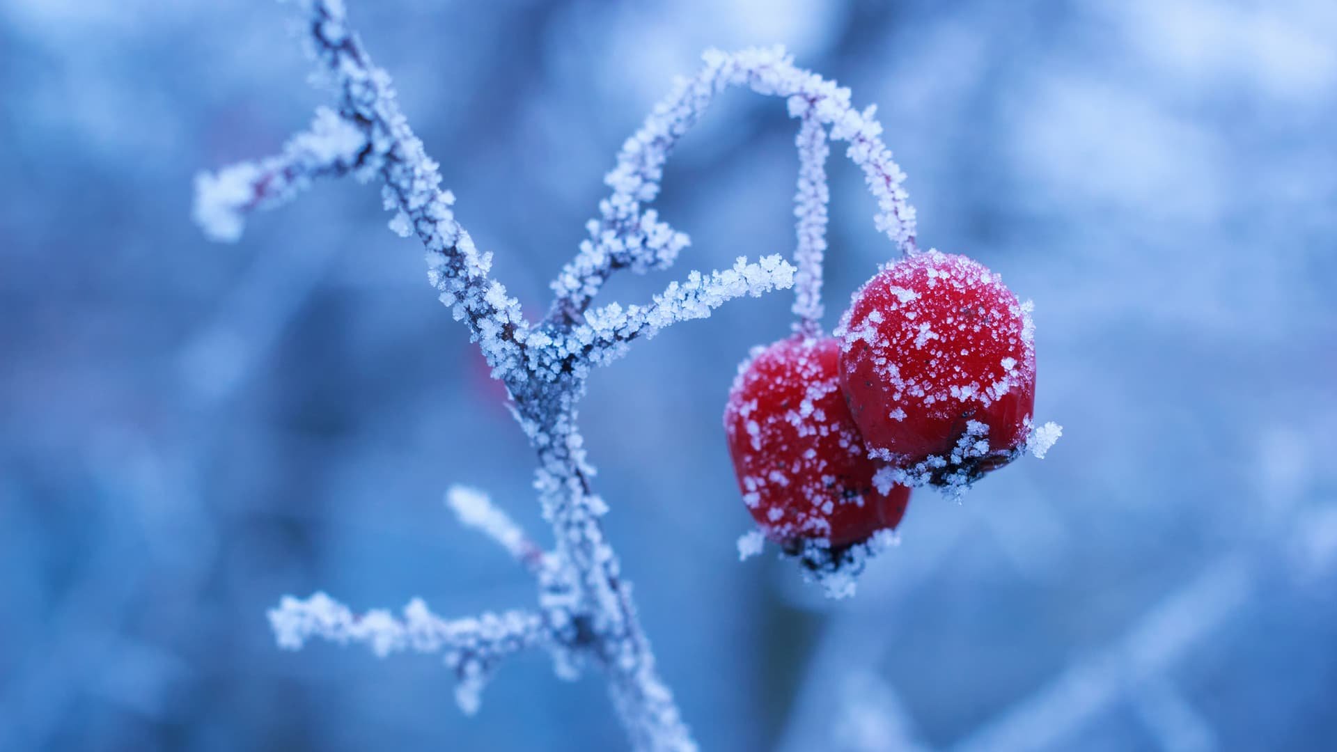 Мороз та сніг: синоптики попереджають про похолодання — PMG.ua
