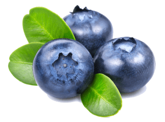 За скільки зараз продають чорницю та лохину на ринках Закарпаття За скільки зараз продають чорницю та лохину на ринках Закарпаття