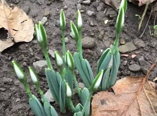 На Закарпатті через аномальне для січня тепло подекуди починають квітнути підсніжники