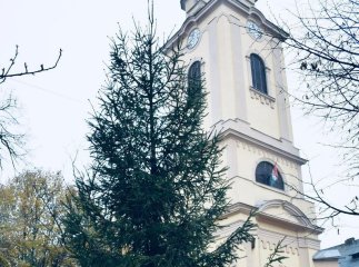 У Берегові почали встановлювати головну новорічну ялинку міста У Берегові почали встановлювати головну новорічну ялинку міста