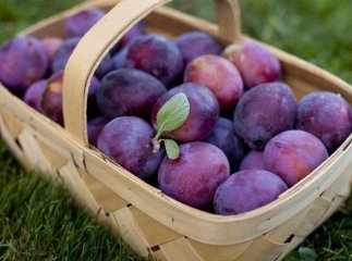 На Закарпатті рясно вродили сливи