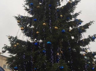 Головну ялинку Ужгорода пустять на дрова