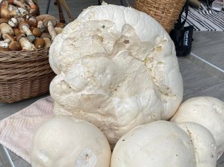 На Закарпатті знайшли величезний гриб: чи можна його їсти