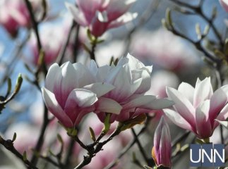 Ужгород потопає у цвіті магнолій