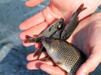 На Мукачівщині у водосховище випустили кілька тисяч молоді риби