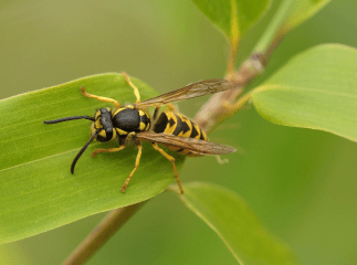 Від укусу оси помер чоловік