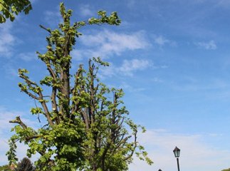 Комунальники обласного центру почали обрубувати каштани