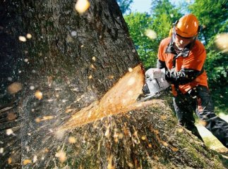 Москаль хоче заборонити рубати ліс