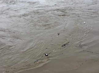 Дитина впала у річку поблизу школи. Учня віднесло течією