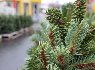 На Закарпатті напередодні свят почались рейди