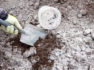 Як підживлювати рослини золою