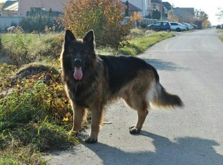 В Ужгороді вночі отруїли собаку, – соцмережі
