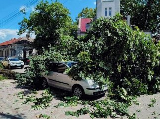 В Ужгороді дерево впало на припарковане авто