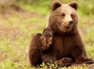 У Центрі реабілітації бурих ведмедів НПП "Синевир" поселився новий мешканець