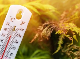 Закарпатців попередили про високу пожежну небезпеку та ще одну неприємність