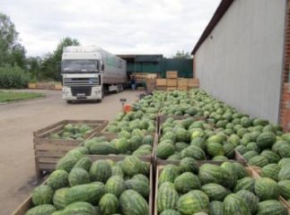 На Закарпатті також вирощують кавуни