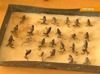 Без очей та кінцівок – жаби-мутанти заполонили ставок в одному із сіл Закарпаття (ВІДЕО)
