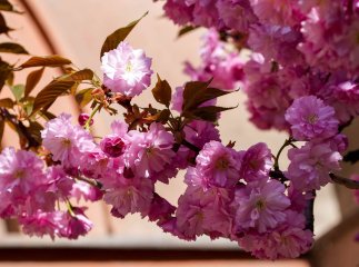 Ужгород готується до масового цвітіння сакур