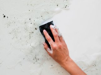 Грибок на стінах: як позбутися та запобігти його повторній появі