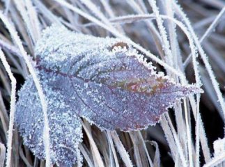 Жителів Закарпаття попереджають про нічні морози