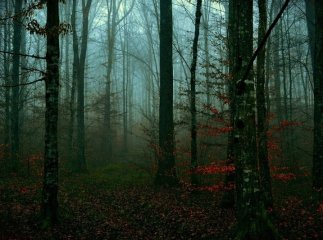 Ввечері у лісі знайшли труп чоловіка