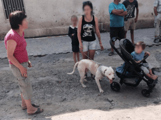 Пітбуль накинувся на дитину в самісінькому центрі Мукачева на очах десятків перехожих 