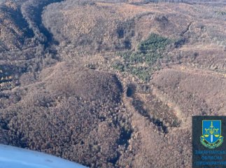 На Іршавщині виявили масштабні незаконні рубки дерев