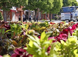У центрі Мукачева почали висаджувати сезонні квіти