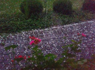 Виноградівщина оговтується від нищівного граду: шокуюче відео стихії