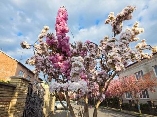 У Мукачеві зацвіла незвичайна сакура