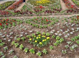 Біля Закарпатської ОДА завершують творити квіткову вишиванку