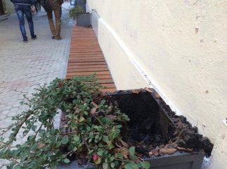 Ужгородська міліція шукатиме крадіїв свіжовисаджених туй