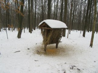 Лісівники активно зайнялись підгодівлею диких звірів