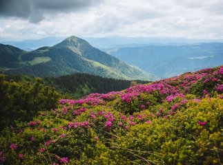 Понад 200 тисяч туристів відвідали національні парки Закарпаття